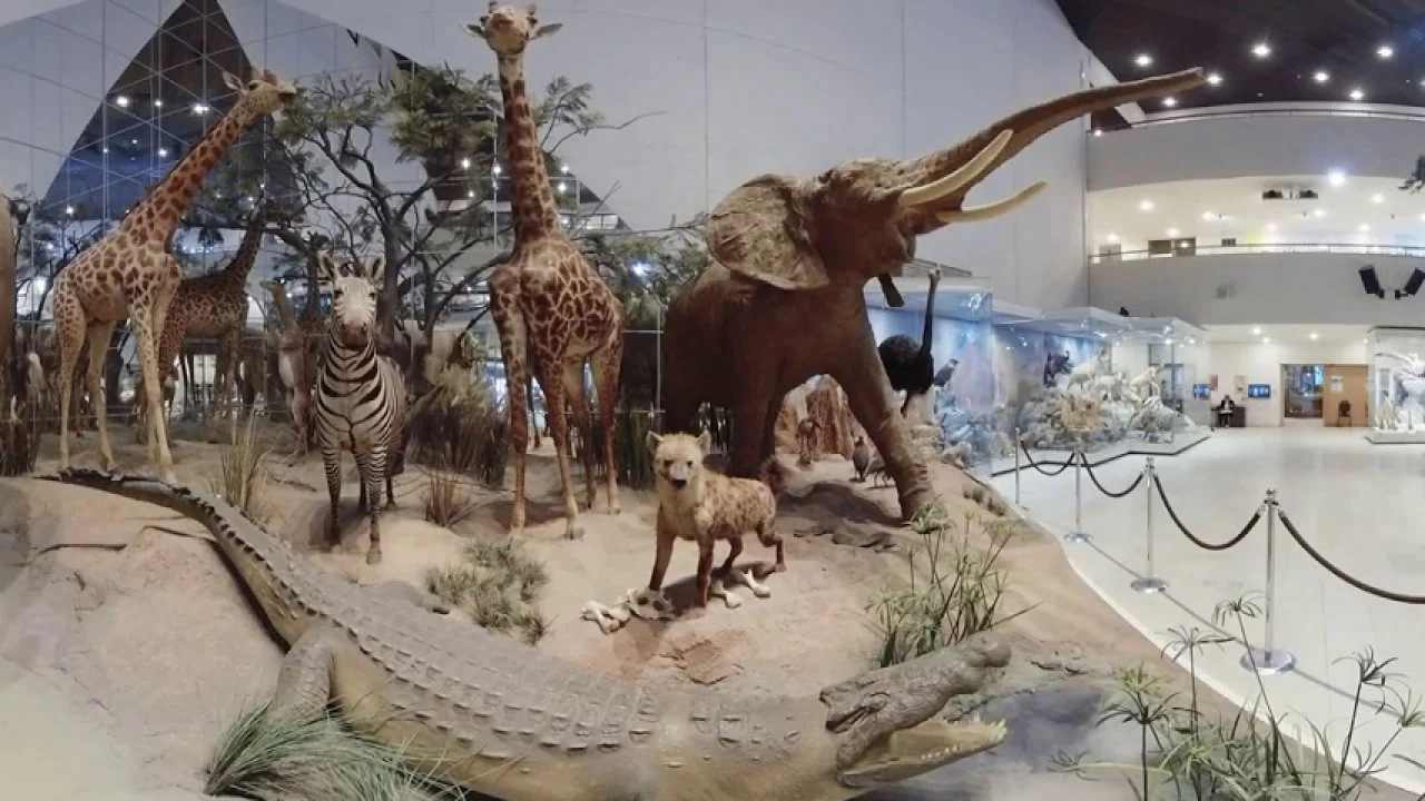 An exhibit at the Darwin Museum
